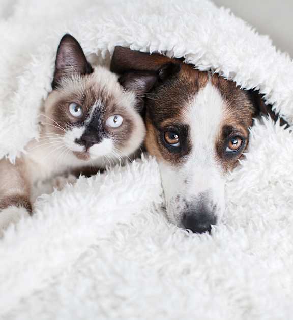Cat and a dog are peeking out from under a white blanket at Lawndale Farms, Sandston