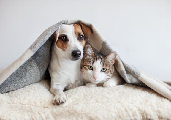 a dog and cat under a blanket at Link Apartments® Broad Ave, Memphis, 38112