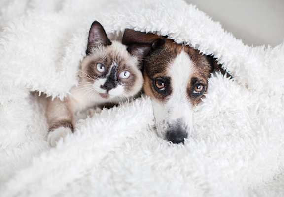 A cat and a dog are peeking out from under a white blanket.at The Residences at Southern Oaks, Petersburg