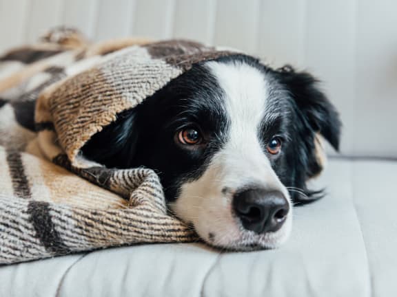 a black and white dog laying on a couch under a blanket at The Crest at South Point, Georgia, 30253