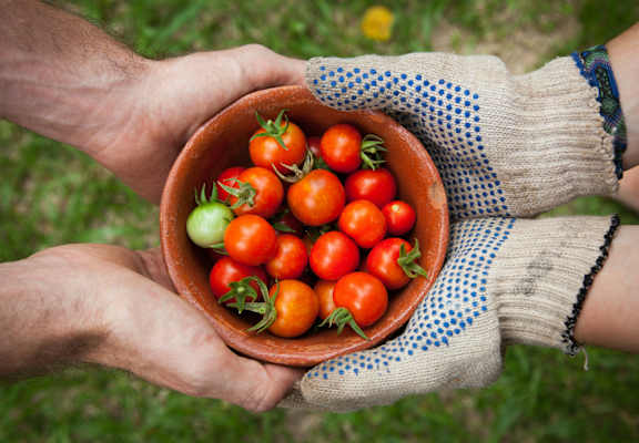Person is holding a bowl of tomatoes at The Artisan at Rangeview, Calgary, T3S 0C4