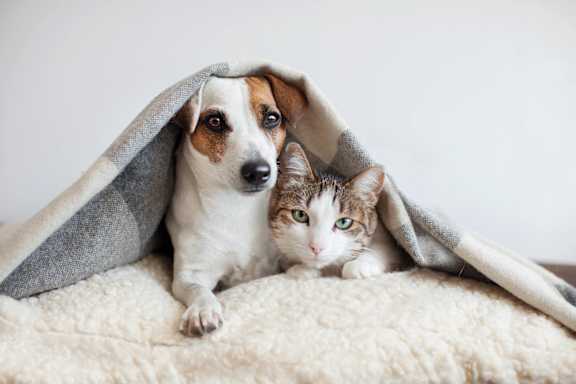 a dog and a cat laying on a bed under a blanket at Ashton Creek, Chester, VA, 23831