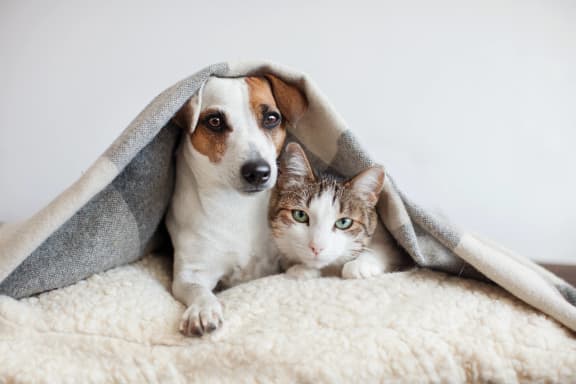 Cat Friendly  at The Box, Richmond, VA, 23224