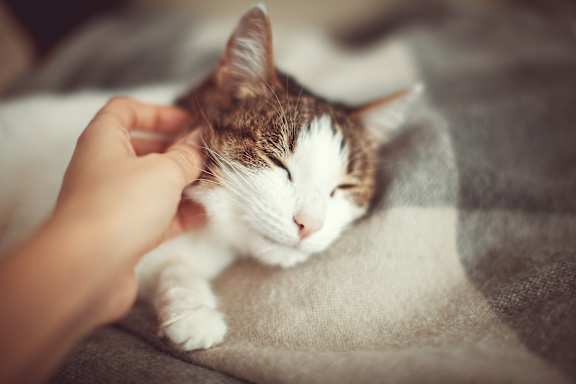 A person is petting a sleeping cat with white and brown fur.