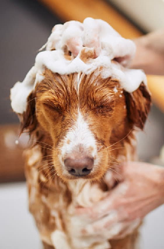 a brown and white dog being washed with soap at West Woods, Annapolis, MD, 21401