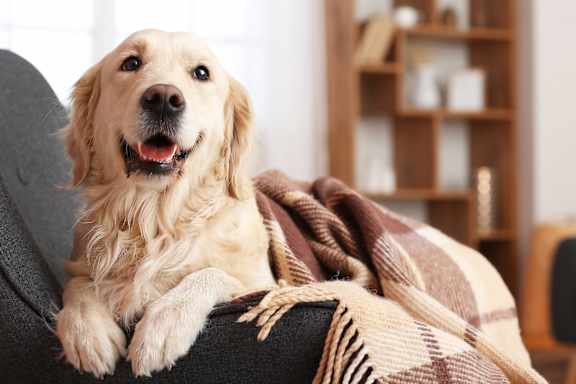 A golden retriever dog is wrapped in a plaid blanket and sitting on a couch.