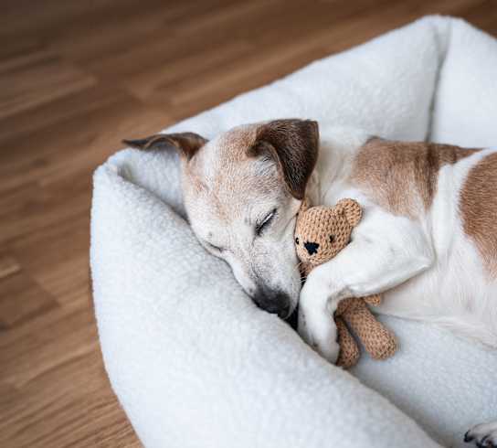 A dog is sleeping on a white bed with a brown teddy bear.