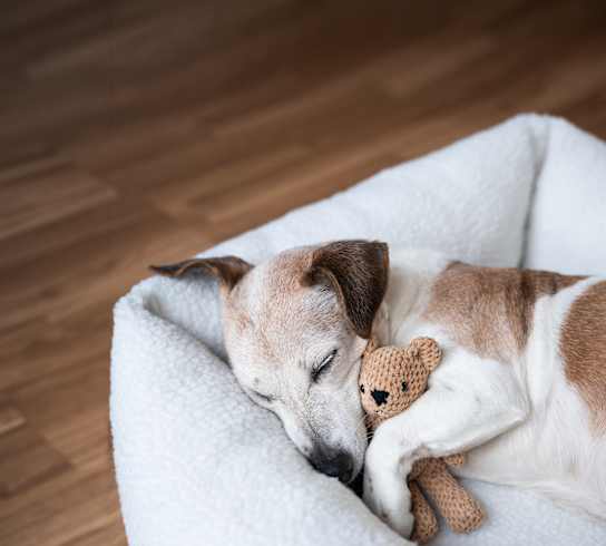 A dog is sleeping on a white bed with a stuffed animal.