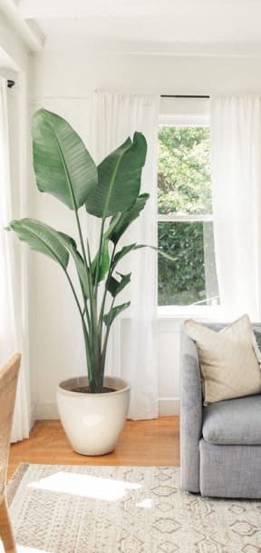 a living room with a large plant in front of a window