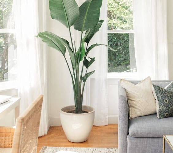a living room with a large plant in front of a window