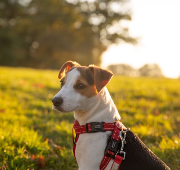 a brown and white dog wearing a harness sitting in a field