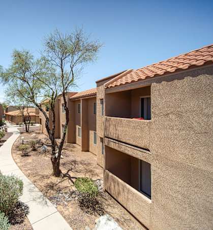 A tree stands in the middle of a courtyard between two rows of houses.