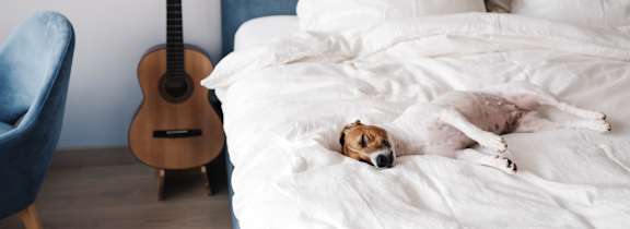 dog sleeping on bed at Dwell Apartment Homes, California
