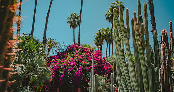 Blooming Cactus Gardens in Arizona