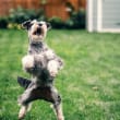 a dog jumping up in the air to catch a frisbee