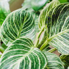 A close up of a green and white leafy plant.