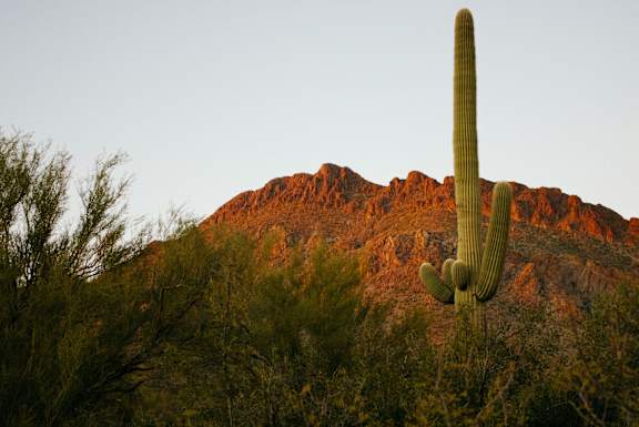 a large saguaro cactus in front of a mountain