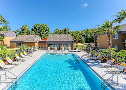 A large swimming pool surrounded by sun loungers and palm trees.