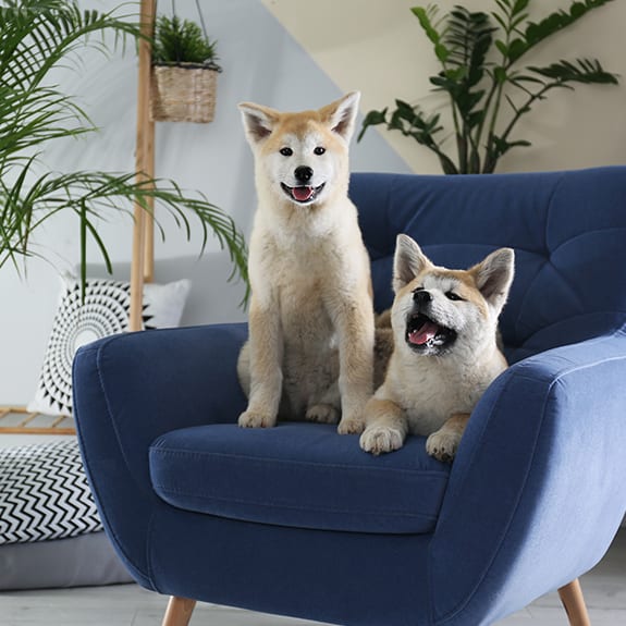two dogs sitting on a blue chair