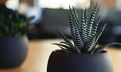 Succulent on table