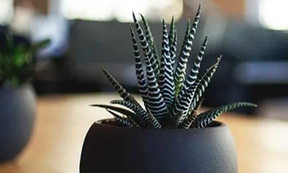 Succulent plant on table
