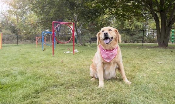 a dog wearing a bandana sitting in a park