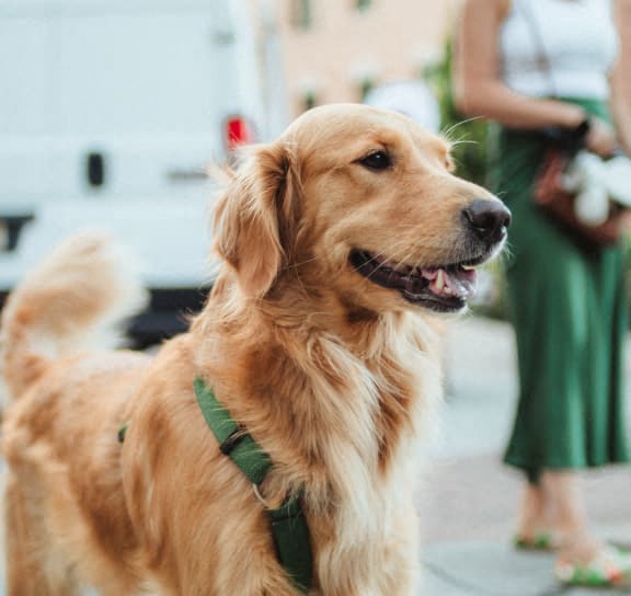 a dog wearing a green collar standing on a sidewalk