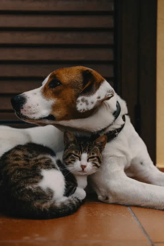 A dog and a cat are lying down together.