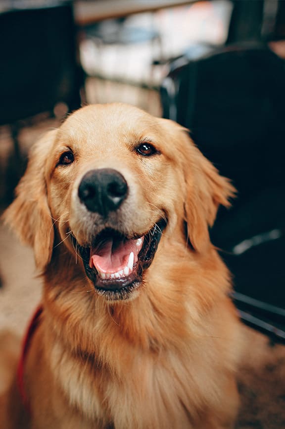 a golden retriever dog smiling with its mouth open at ORRIS Apartments, Rocky River, OH