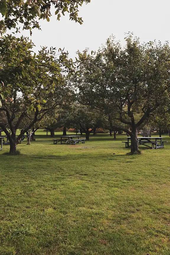 A park with grass and trees.