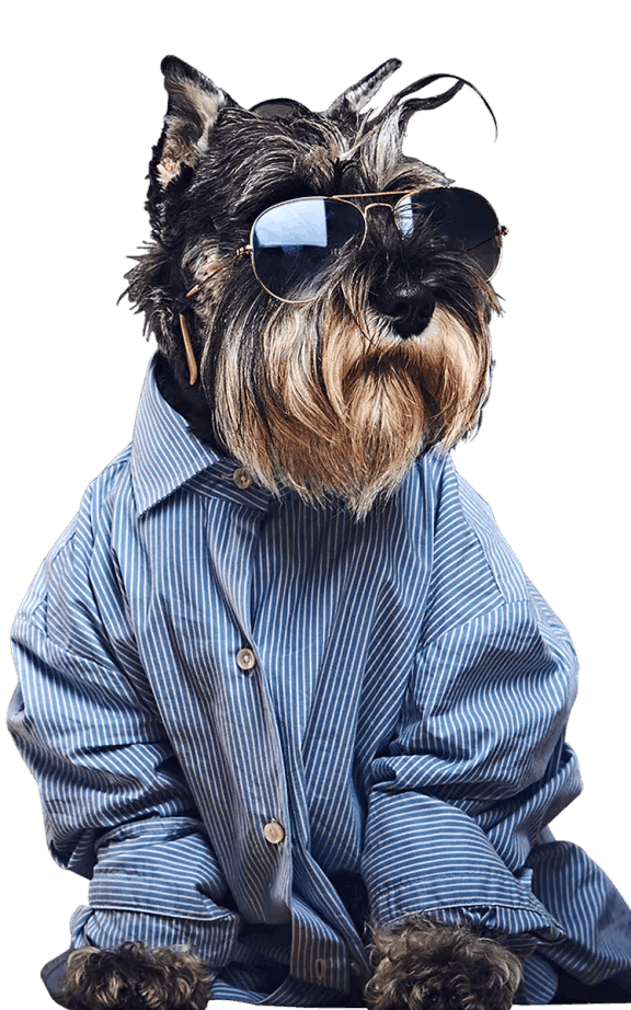 A dog wearing sunglasses and a striped shirt.