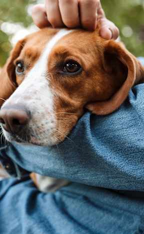 A dog is being petted by a human.