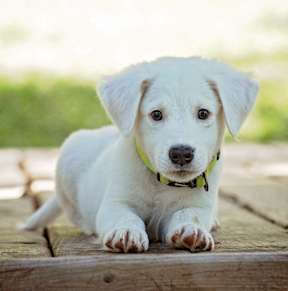 A white puppy with a green collar is sitting on a wooden surface.