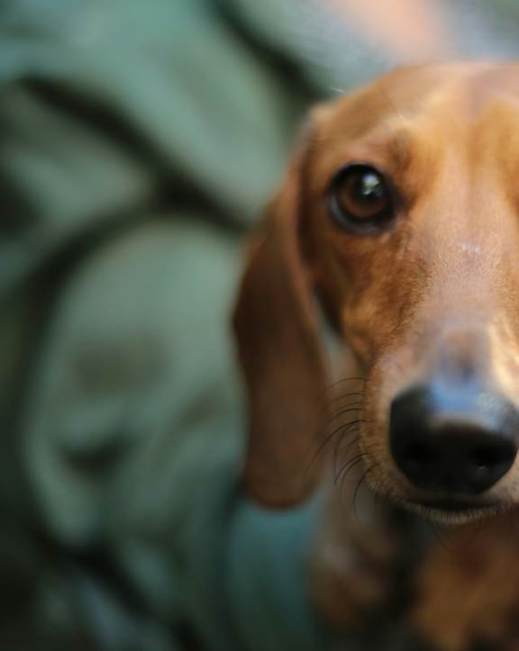 A brown dog with a black nose is looking at the camera.