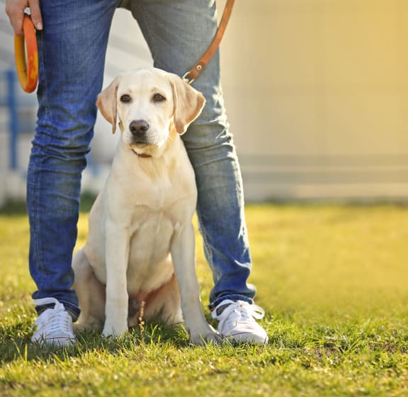 a dog sitting on the grass next to its owner at Zeta Luxury Apartments in Sacramento, CA