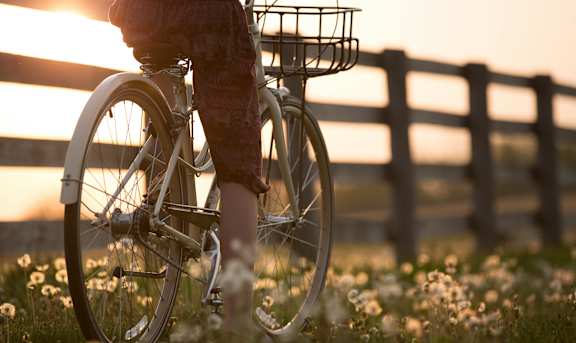 A person is riding a bicycle through a field of flowers at sunset.