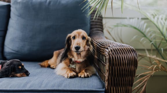 two dogs laying on a wicker chair next to a plant