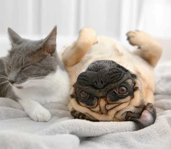 A grey cat and a pug dog are lying on a grey blanket.