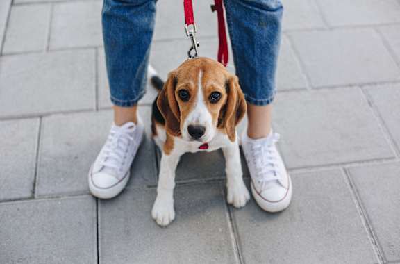 a small beagle dog on a leash next to a person