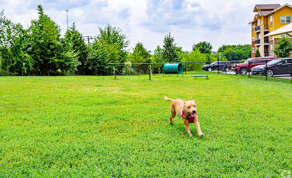 A dog is running in a grassy field.