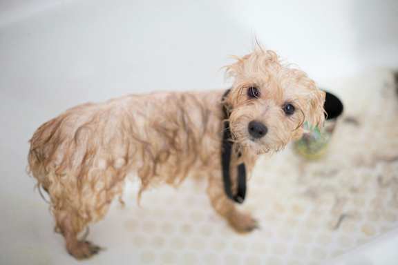 a small brown dog standing in a bath tub