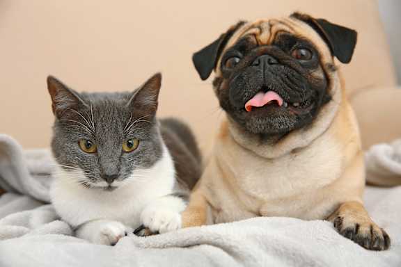 A grey and white cat and a pug dog are sitting on a blanket.