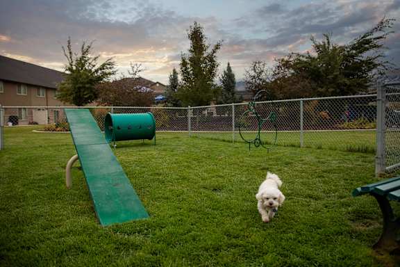 A small white dog is running on a green slide in a backyard.