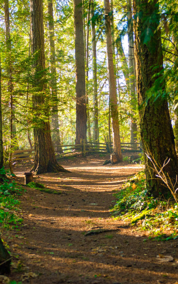 a path through the woods at Rivulet, Silverdale Washington