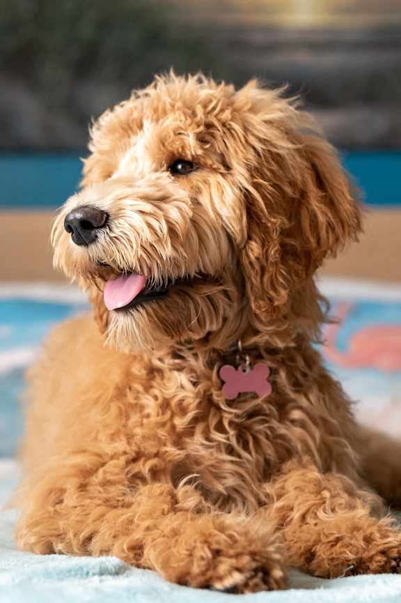 A small brown dog with a pink tag on its collar is sitting on a bed.