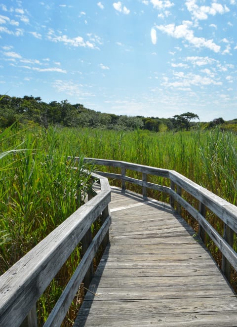 a wooden boardwalk through a field of tall grass at Brookwood at Sayville, Sayville, NY