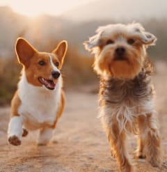 two dogs running on a dirt road