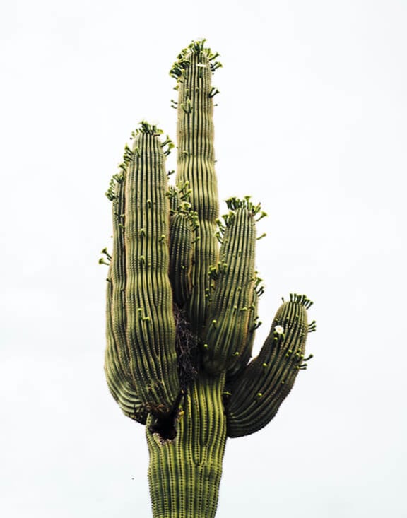 a large green cactus against a white sky