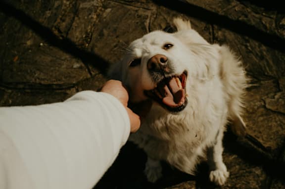 A white dog is being petted by a human hand.