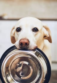 a dog holding an empty bowl in its mouth